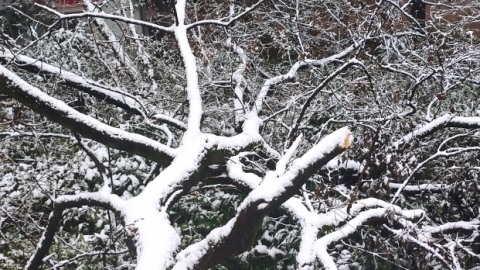 11月1日内蒙古黑龙江天气 内蒙古降温风雪黑龙江局地暴雪